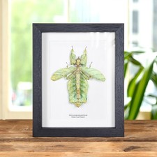 Giant leaf insect with wings - giant,