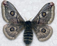 🦋 Kaiserfalter (Saturnia pavonia) - Aberration "blind" ** Brecon