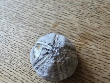 Seeigel Galerites Steinkern Versteinerung 