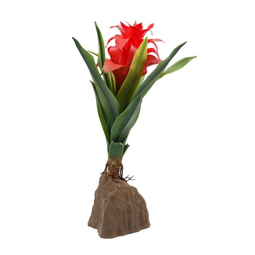 Lucky reptile bromelie groß - lucky,
