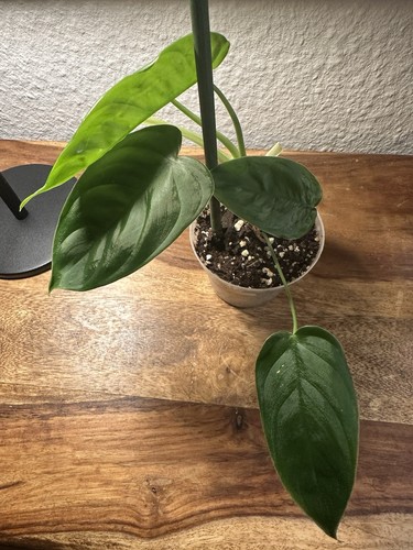 Philodendron sharoniae - philodendron,