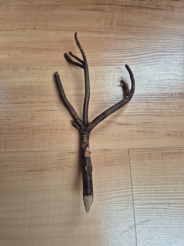 Sehr selten korios skulptur - selten,