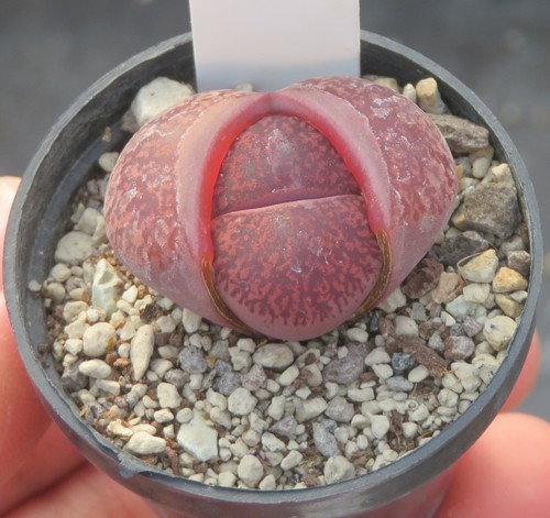 Lithops dinteranthus - lithops, x