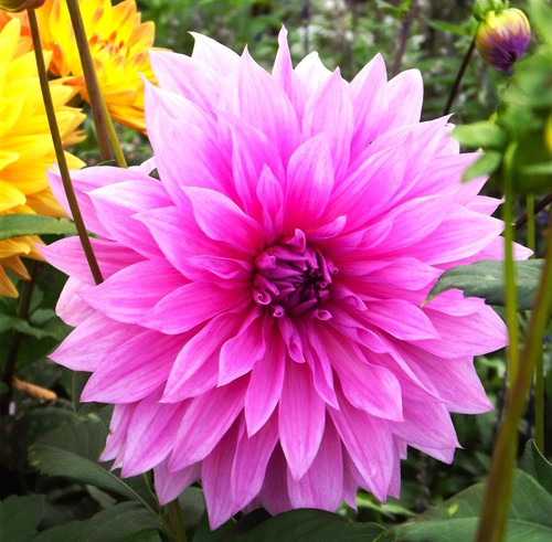 Dahlien - @, (◕‿◕)\@