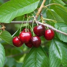 Obstbaum Kirsche Regina Kirschbaum Süßkirsche Niedrigstamm 120-150 hohe Erträge