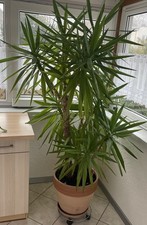 Yucca-Palme, ca. 1,80m groß