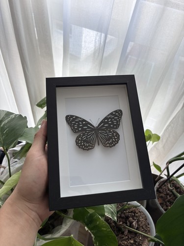 Präparierter schmetterling - präparierter, im