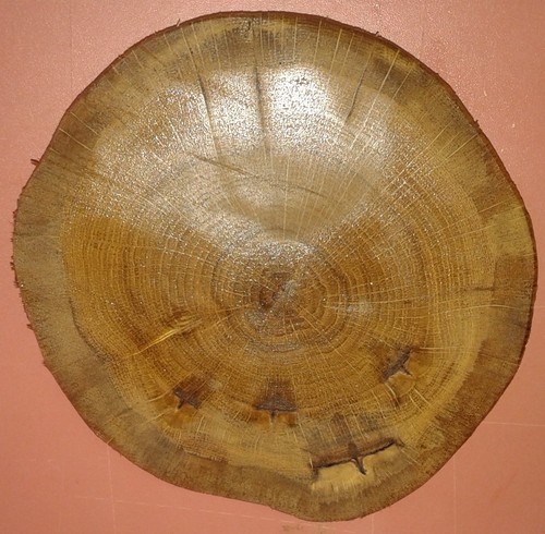 Baumscheibe holzscheibe - baumscheibe,,