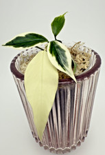 Hoya Polyneura Albo Variegata