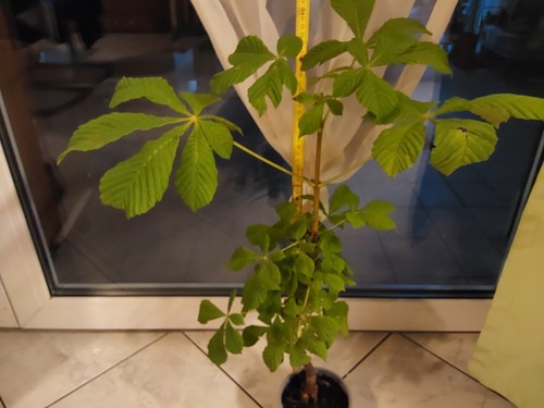 1×Kastanienbaum