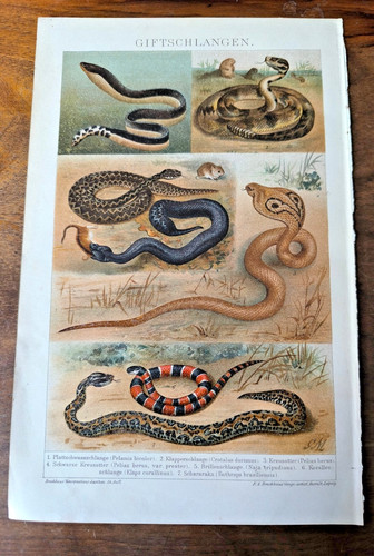 Lithographie chromo 1895 - lithographie, "