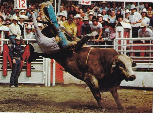 Brahma bull riding - brahma, calgary