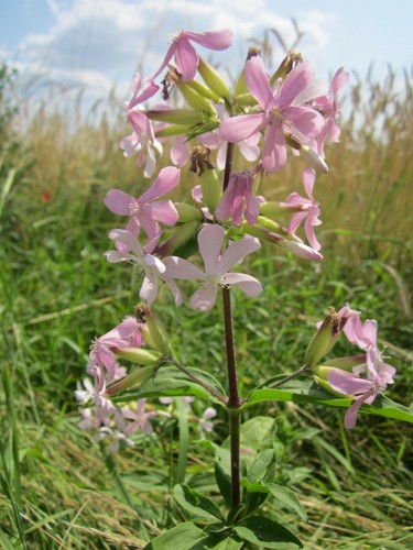 Seifenkraut saponaria - seifenkraut,
