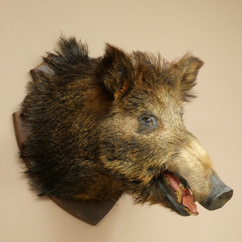 Wildschwein europäischer - wildschwein,