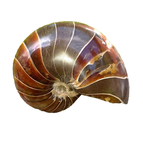 9cm sehr großer - 9cm,
