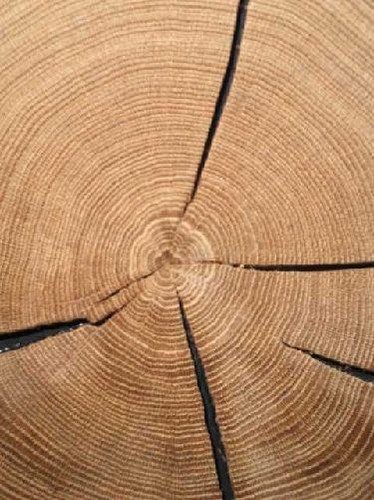 Eichen hirnholz baumscheibe - eichen,