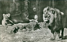 Ansichtskarte Hamburg Carl Hagenbeck Tierpark Stellingen Löwen  (Nr.9807)