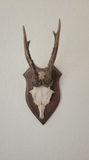 Kleines Hirschgeweih Zum