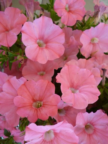 Petunie samtige rosa hängend - petunie,