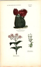 Antike Handkolorierte Lithographie Grafik 19 Jh. Pflanzen, Blumen