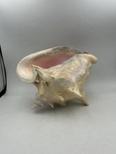 Große Conch Muschel Sea Shell