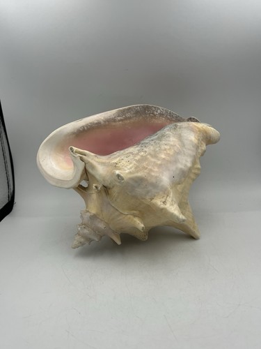Große conch muschel sea shell - conch,