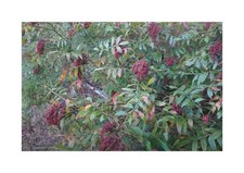 10x Rhus glabra Glatter Essigbaum Garten Pflanzen - Samen ID1548