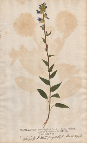 Bellflower glockenblume - bellflower,
