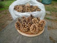 50 Kiefernzapfen Zapfen Tannenzapfen