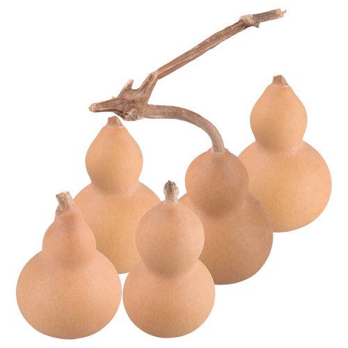 20pcs kalebasse calabash - kalebasse,