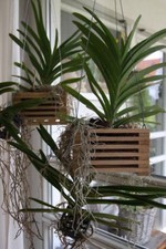 Korb für Orchideen Vanda