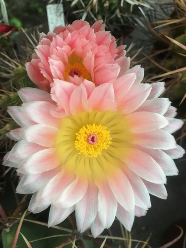 Notocactus roseoluteus - ,
