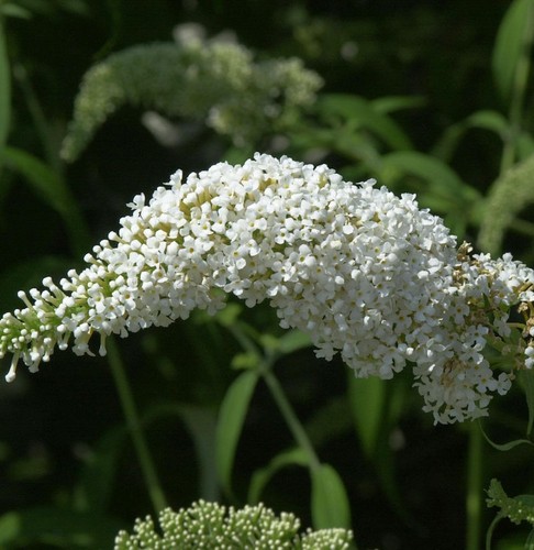 Schmetterlingsflieder summer - schmetterlingsflieder,