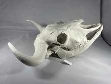 Replik Tierschädel Europäischer Bison klein Ornament Taxidermy