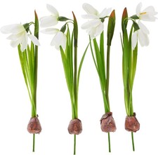 DPI Schneeglöckchen Zwiebel 4