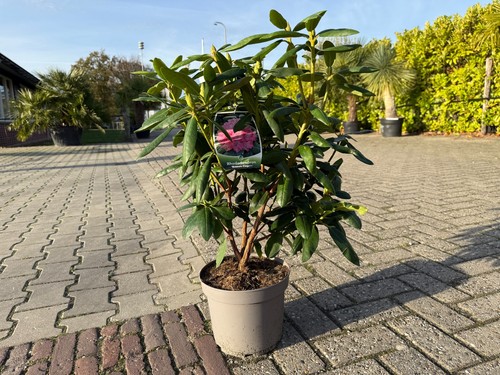 Rhododendron roseum - 🌸rhododendron,