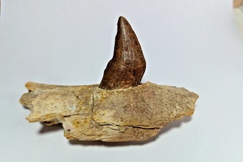 Erstaunliches eozän fossil - eozän,