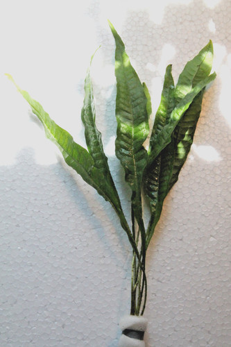 Microsorum pteropus java - microsorum, pteropus,java