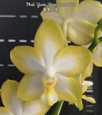 Phal yuan shan sweet girl - shan,