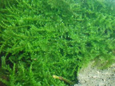 Creeping Moos vesicularia sp