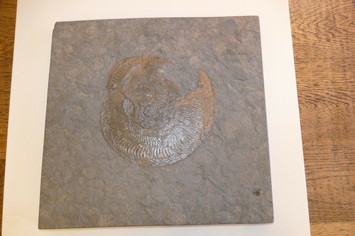 Großer ammonit fossil - großer,