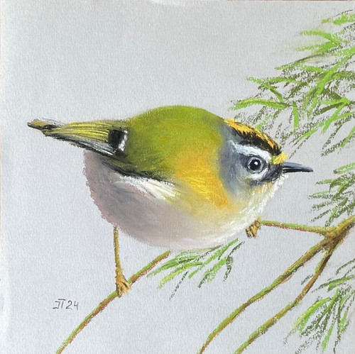 Vogel goldhähnchen original - vogel,