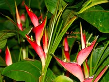 Heliconia bihai
