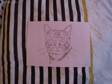 Katze-Bleistiftzeichnung 