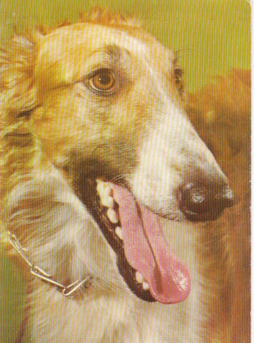 Windhund barsoi borzoi - *, *