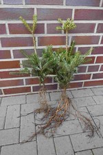 Korea - Tanne 5st. 15-30 cm Forstpflanzen Abies koreana Wurzelware