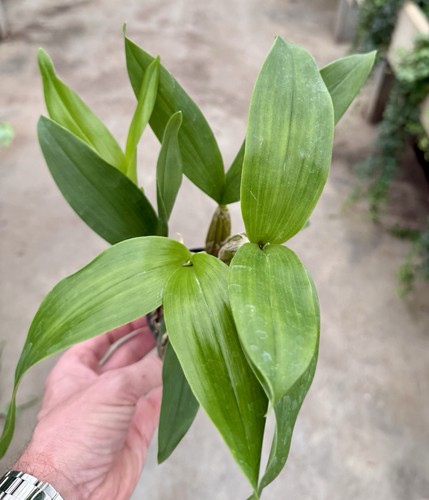 Dendrobium species alexandrae - species,