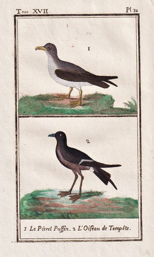 Papageientaucher puffin vogel - papageientaucher,