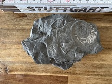 Große Ammonit Fossilplatte -