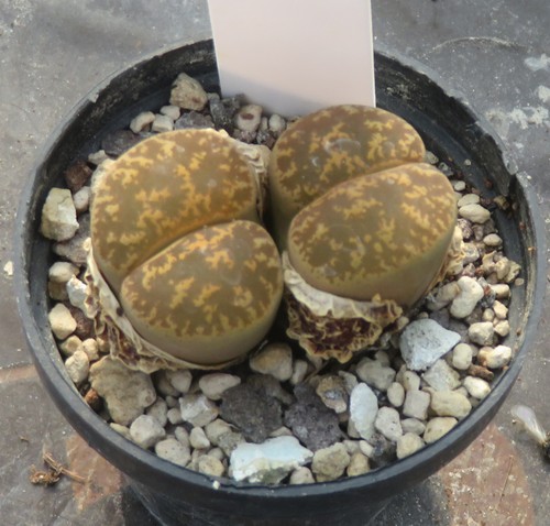 Lithops lesliei - v.,